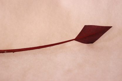 Pijlpuntverenschachten bordeaux (arrowhead quill) voor versiering hoed of fascinator