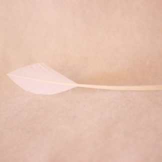 Pijlpuntverenschachte wit (arrowhead quill) voor versiering hoed of fascinator