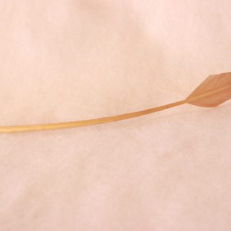 Pijlpuntverenschacht beige (arrowhead quill) voor versiering hoed of fascinator