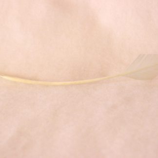 Pijlpuntverenschacht off white (arrowhead quill) voor versiering hoed of fascinator