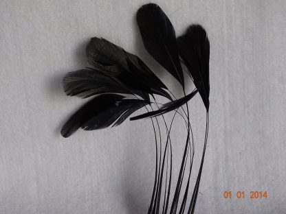 Piquetveertjes zwart (fouets, stripped coque) voor versiering hoed of fascinator