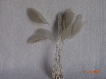 Piquetveertjes licht grijs (fouets, stripped coque) voor versiering hoed of fascinator