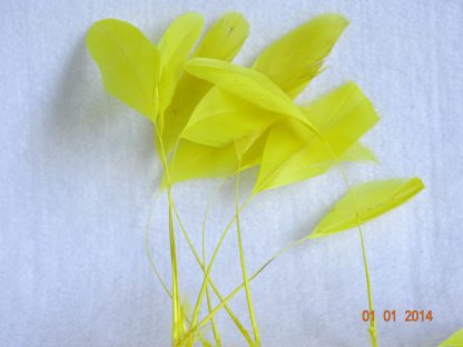 Piquetveertjes fel geel (fouets, stripped coque) voor versiering hoed of fascinator